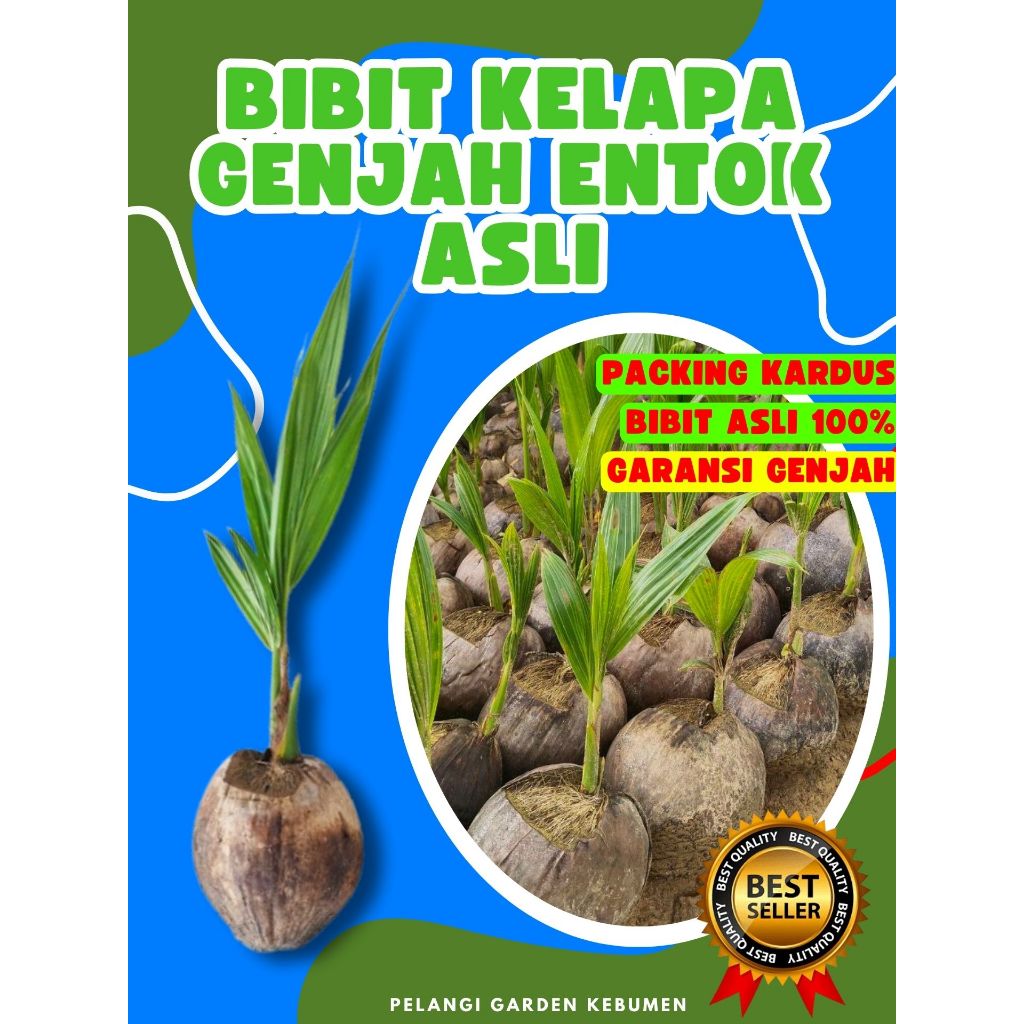 CEPAT BERBUAH.. Bibit Kelapa Genjah Entok, Bibit Kelapa Genjah Entok Kebumen