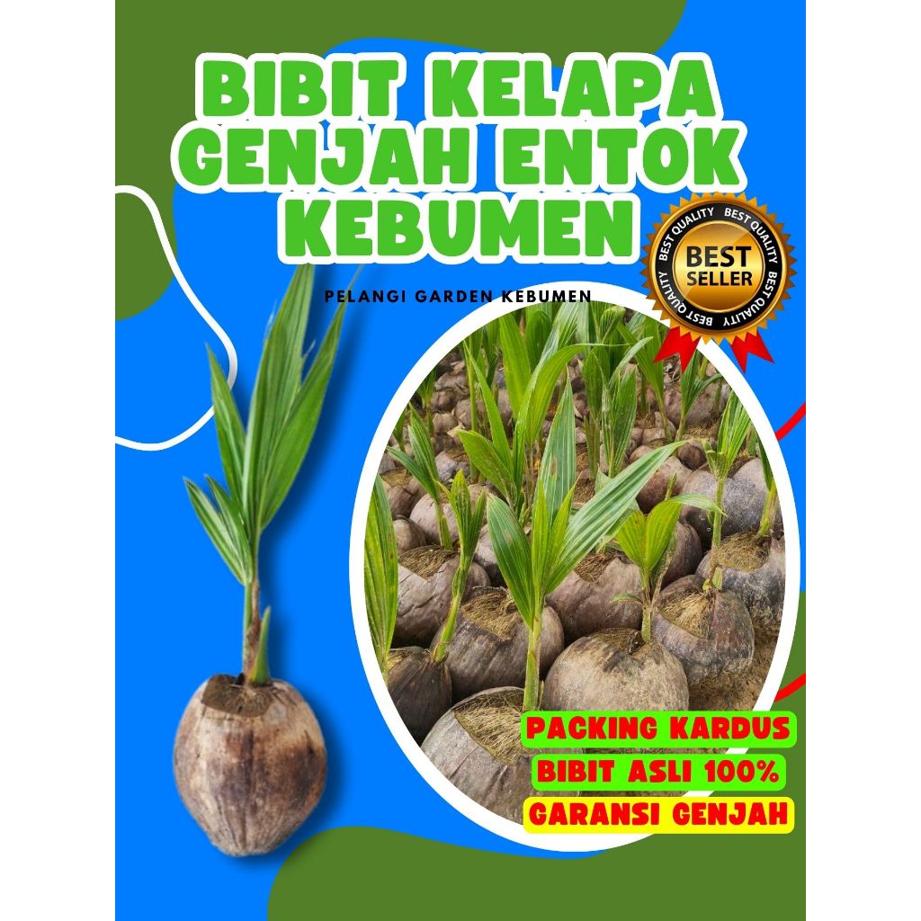 LANGSUNG PETANI.. Bibit Kelapa Genjah Entok Besar, Bibit Kelapa Genjah Entok Super Besar