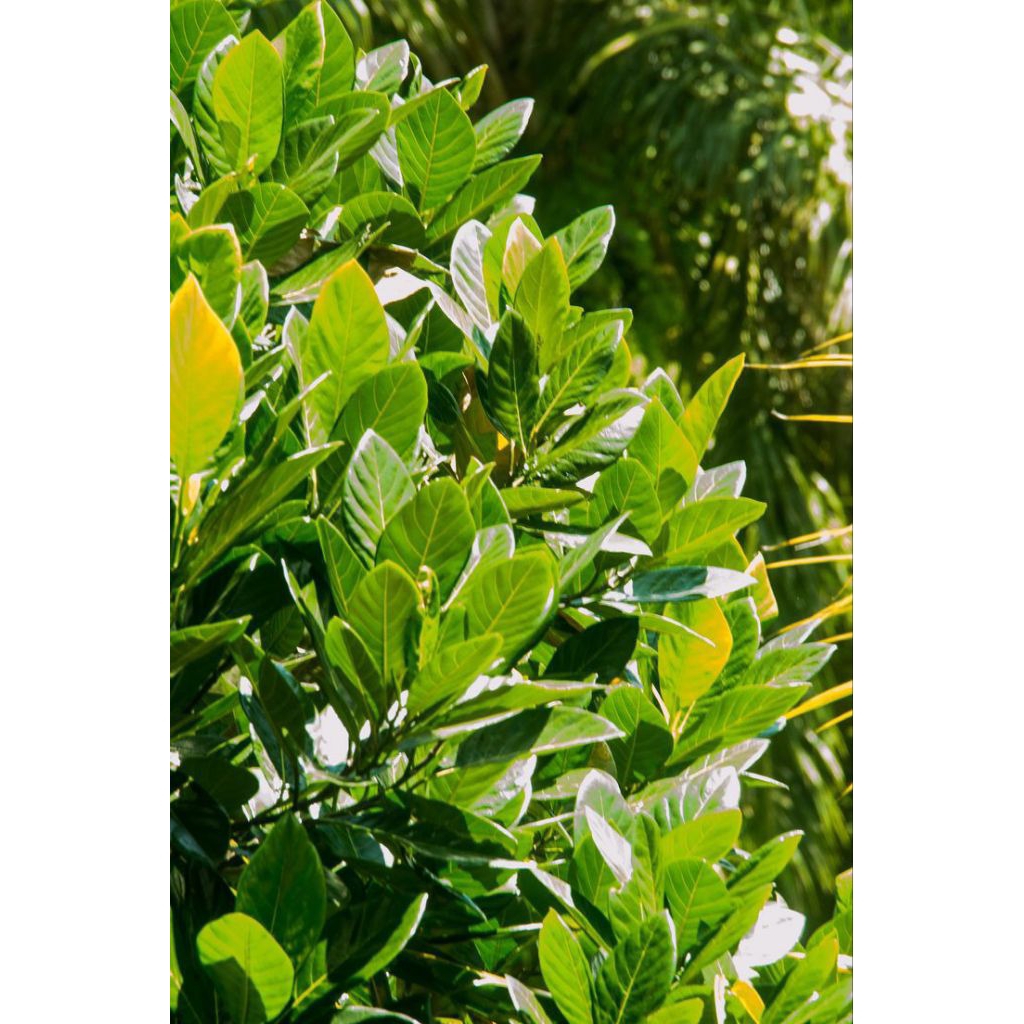 

Promo daun nangka segar 100gr / daun nangka segar