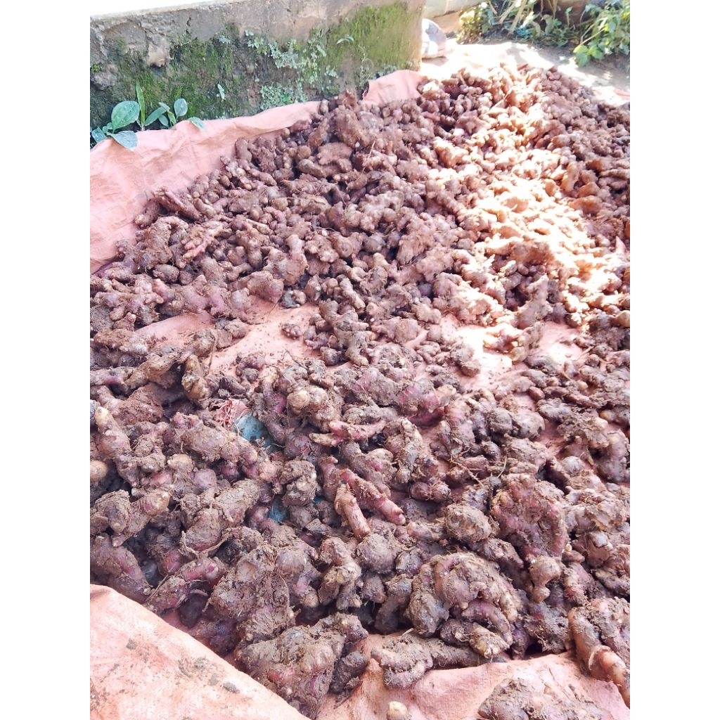 

JAHE MERAH SEGAR RED GINGER SEGAR