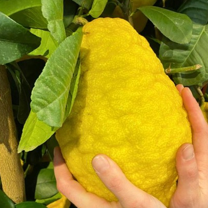 Benih Bibit Buah Jeruk Sukade  Biji Jeruk Pepaya Citrus Fruit Citrus medica Fruit Seeds Kuning