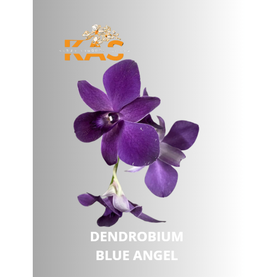 DENDROBIUM SIAP BUNGA ID BLUE ANGEL