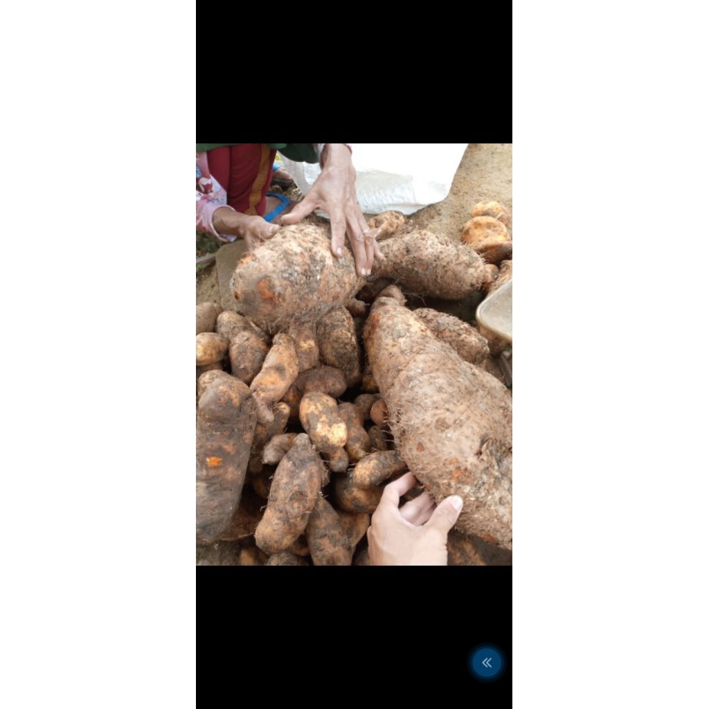 

GEMBILI KETAN MEDUK // SIAP MASAK