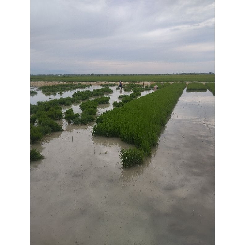 jual bibit padi siap tanam 100grm