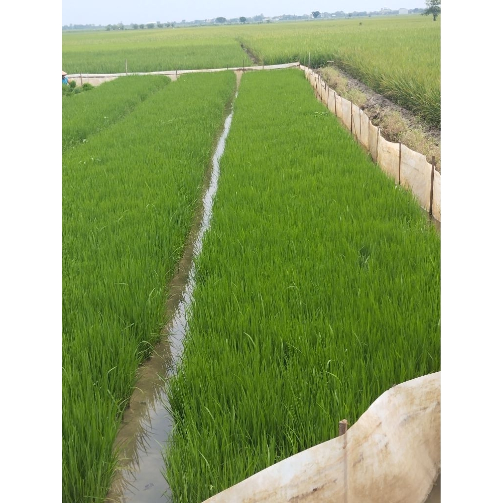 jual bibit padi siap tanam 100grm.