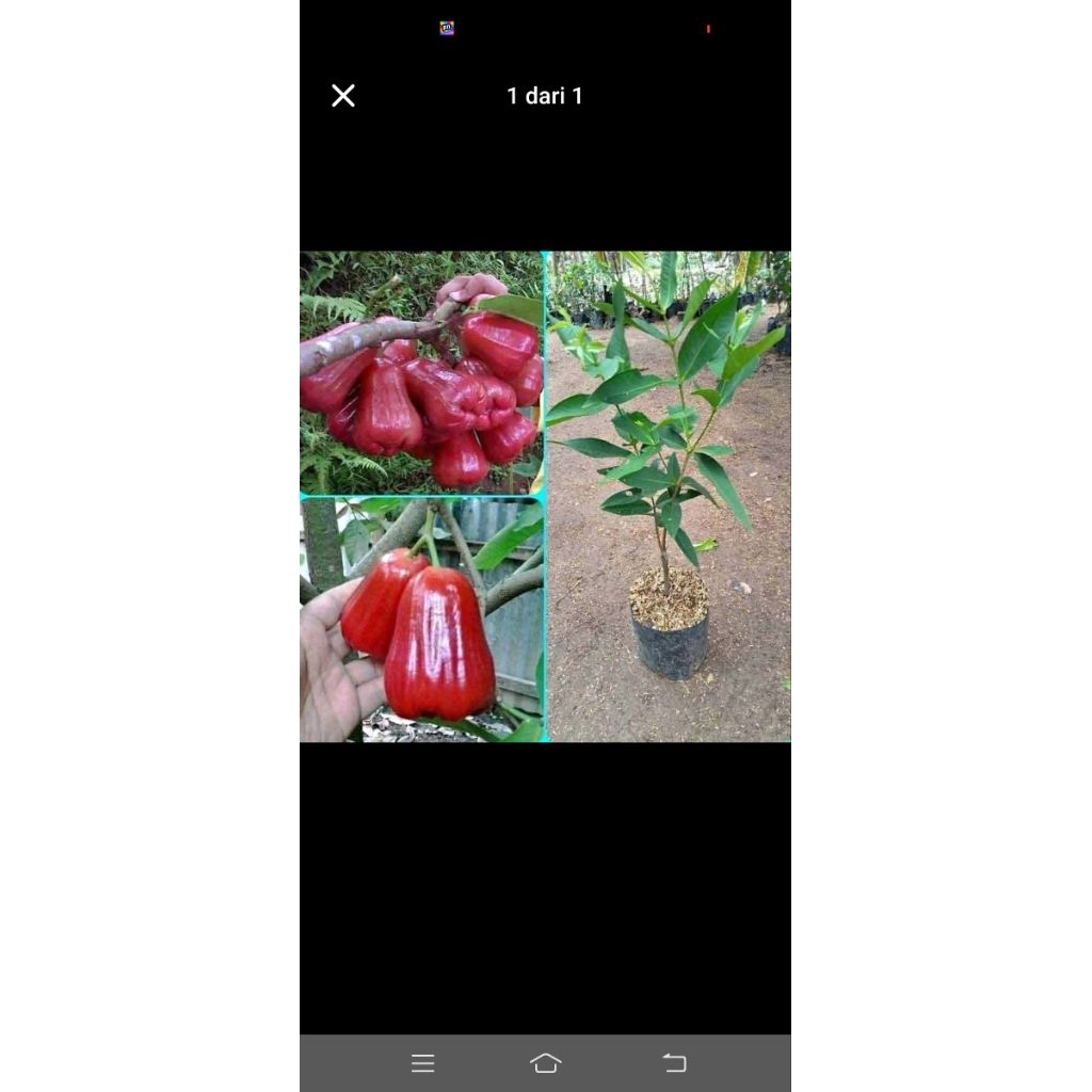 

100rb dapat jambu air cangkok citra.kancing,deli hijau