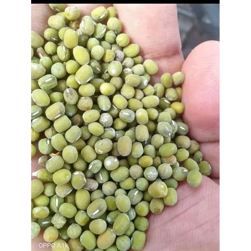 

kacang hijau fresh segar baru panen