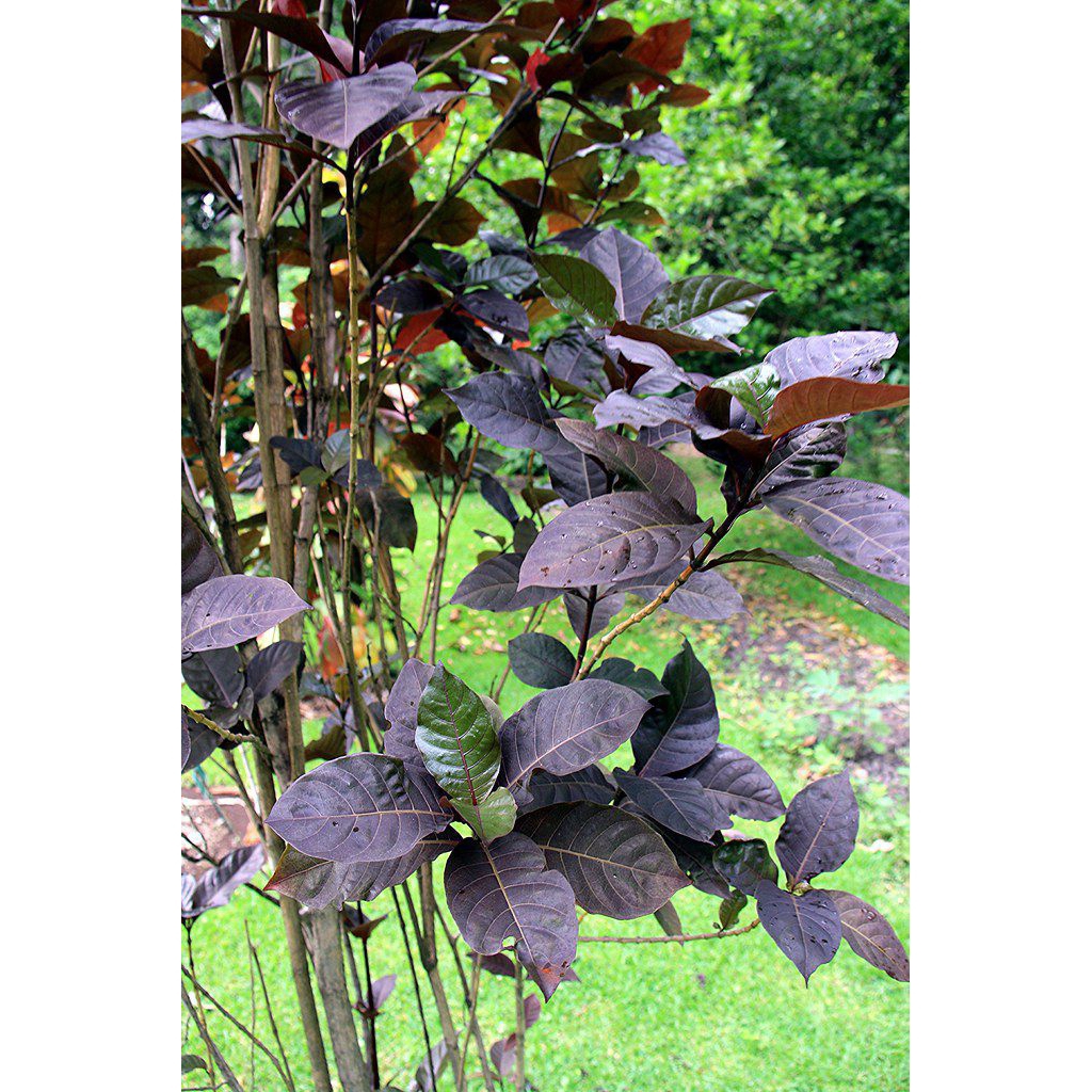 stek batang daun ungu/bibit pohon daun ungu/daun ungu