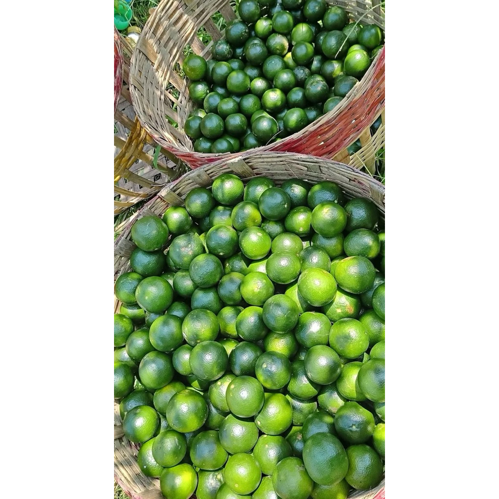 

Jeruk peras buah minuman