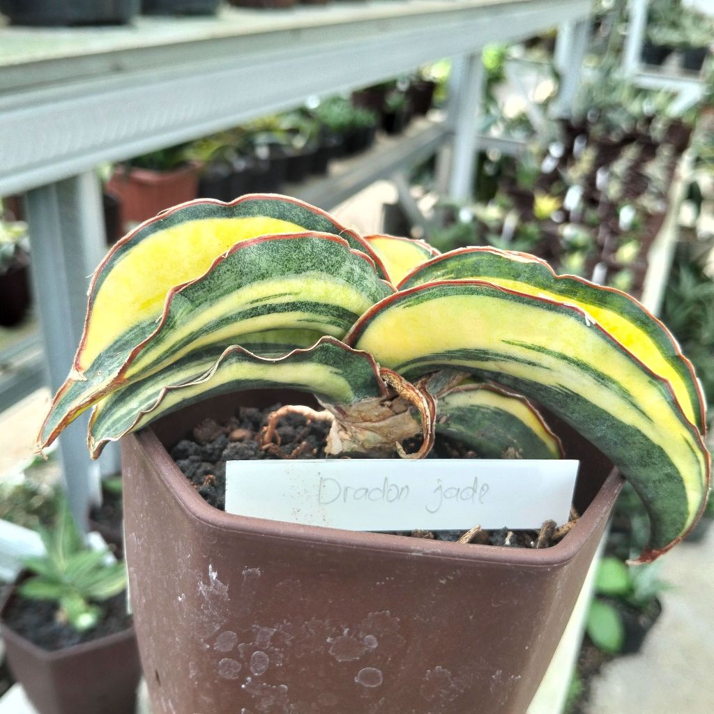 Sansevieria dragon jade varigata