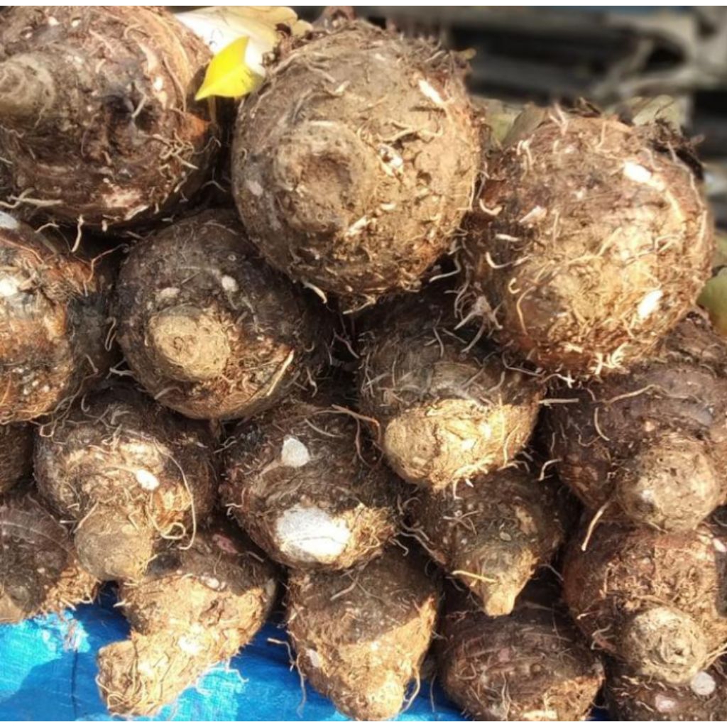 

Talas Pontianak Pulen Talas Segar 1kg