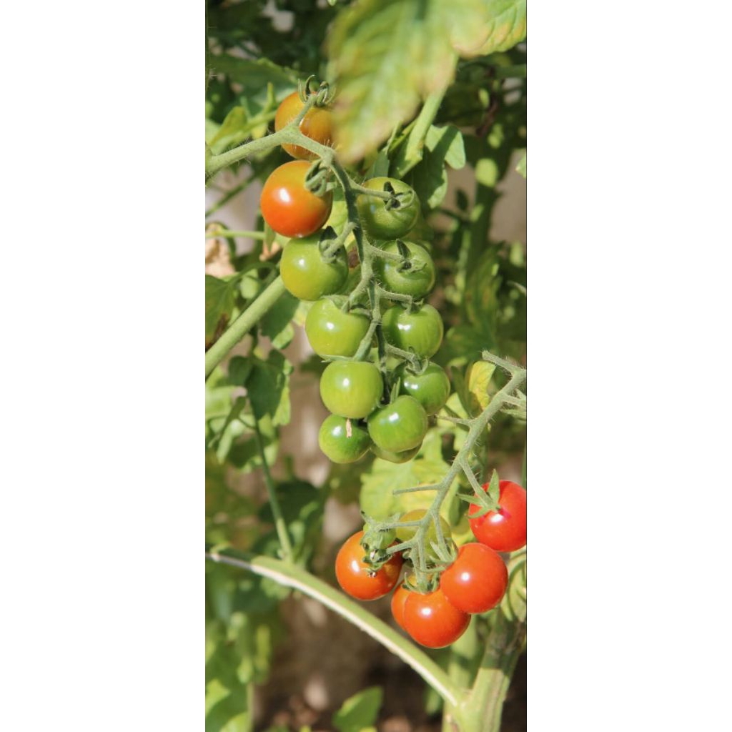 Rampai tomat kecil khas lampung asam segar