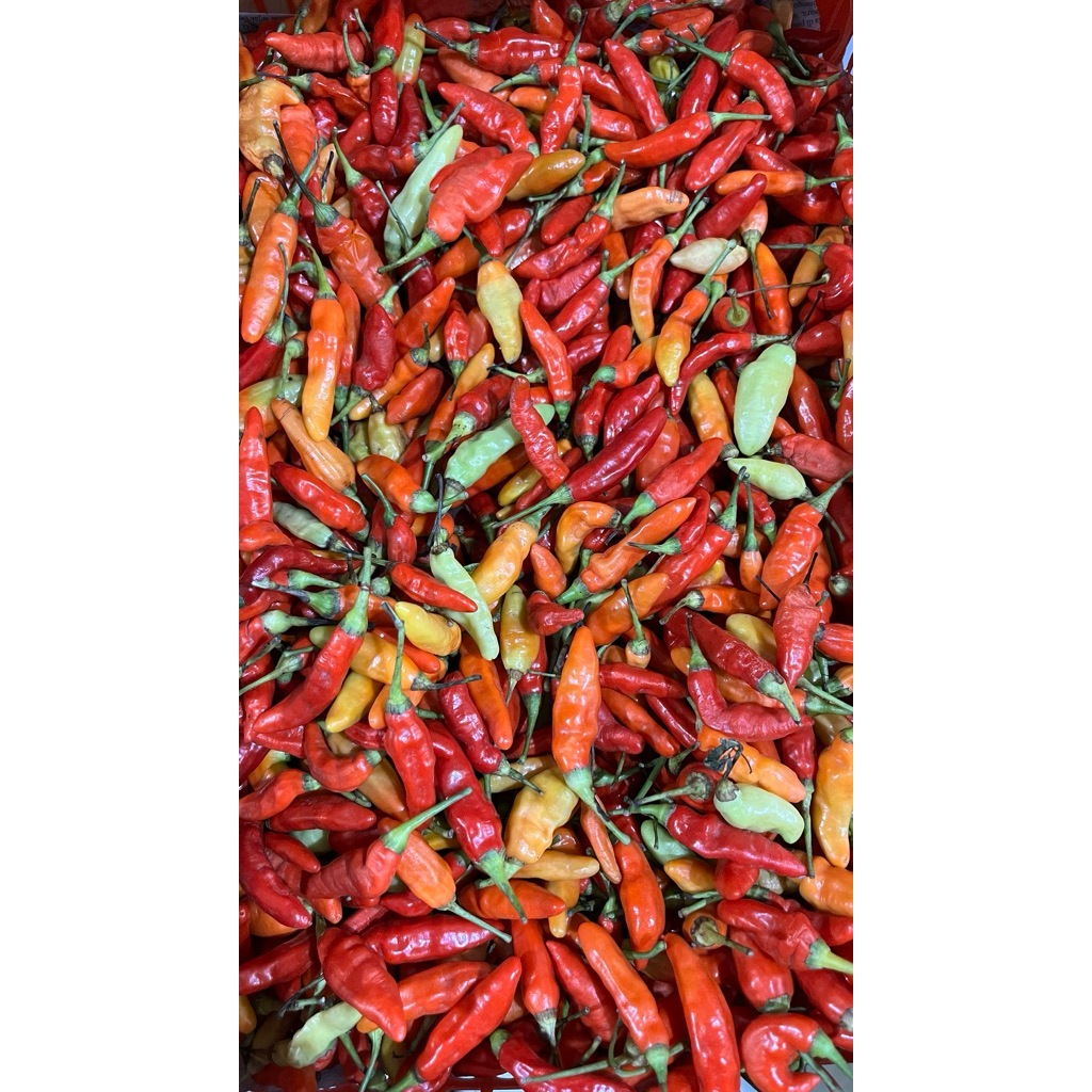 

Cabai Rawit Murah 500gr | Promo Sayuran | Fresh Buah Amanah