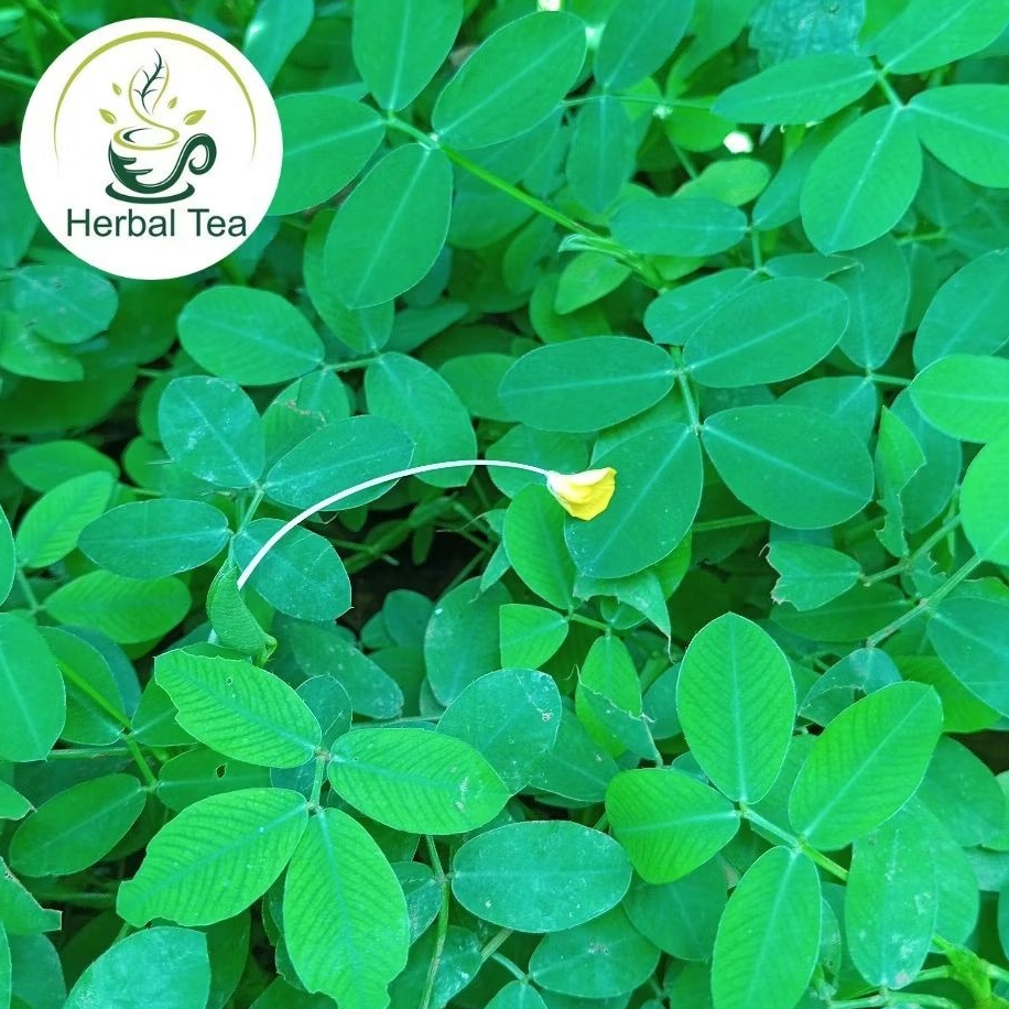 

Daun Landep atau kacangan segar 1 kg