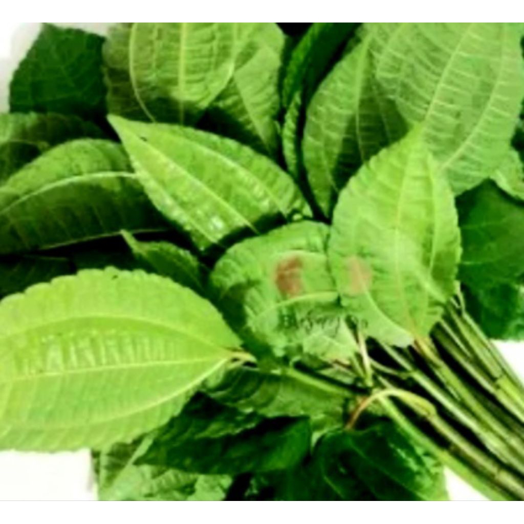 

Jual daun pohpohan segar organik per 5 iket