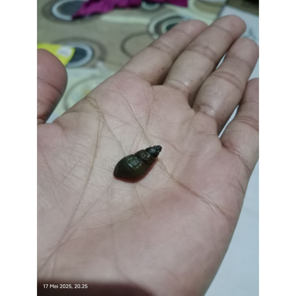 kerang aquascape aquarium hidup