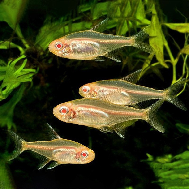 Neon Albino Tetra