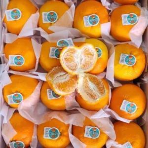 

Jeruk Wokam/wogan fresh(1000 gram)