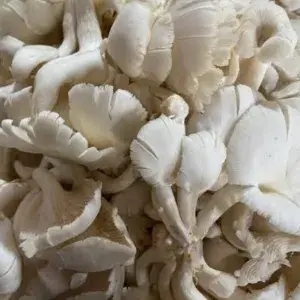 

JAMUR TIRAM 250gram