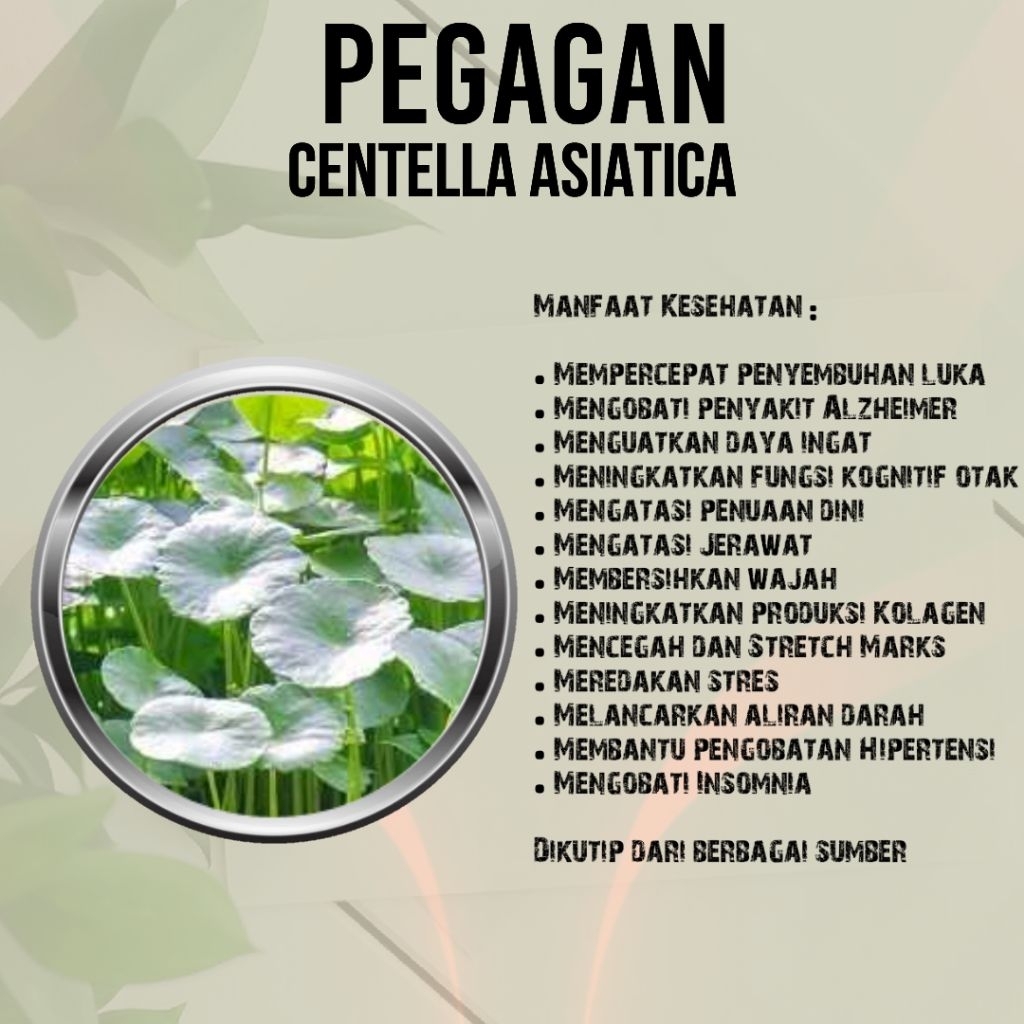 Kapsul PEGAGAN 100% Herbal, Hipertensi, Insomnia, Stretch Mark, Alzheimer, Meningkatkan Fungsi Otak