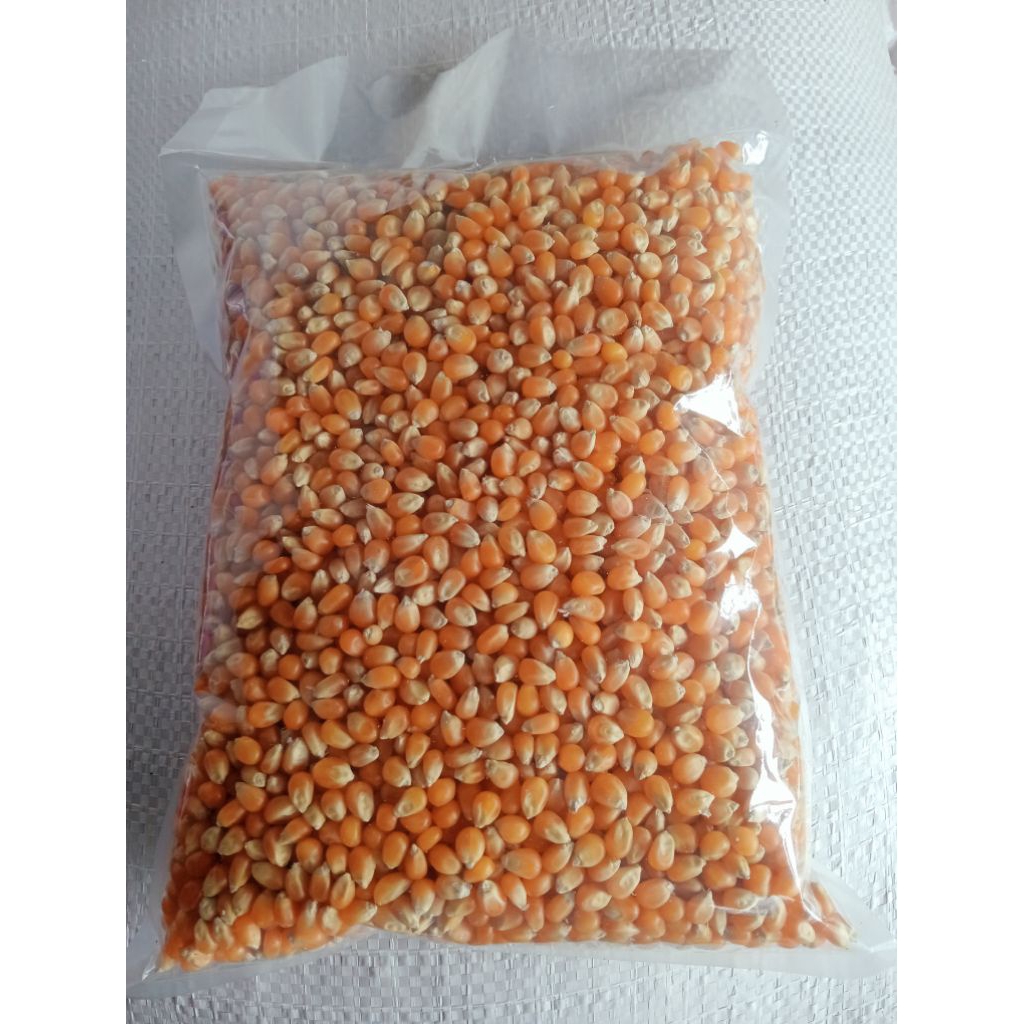 

1 KILOGRAM JAGUNG POPCORN MENTAH