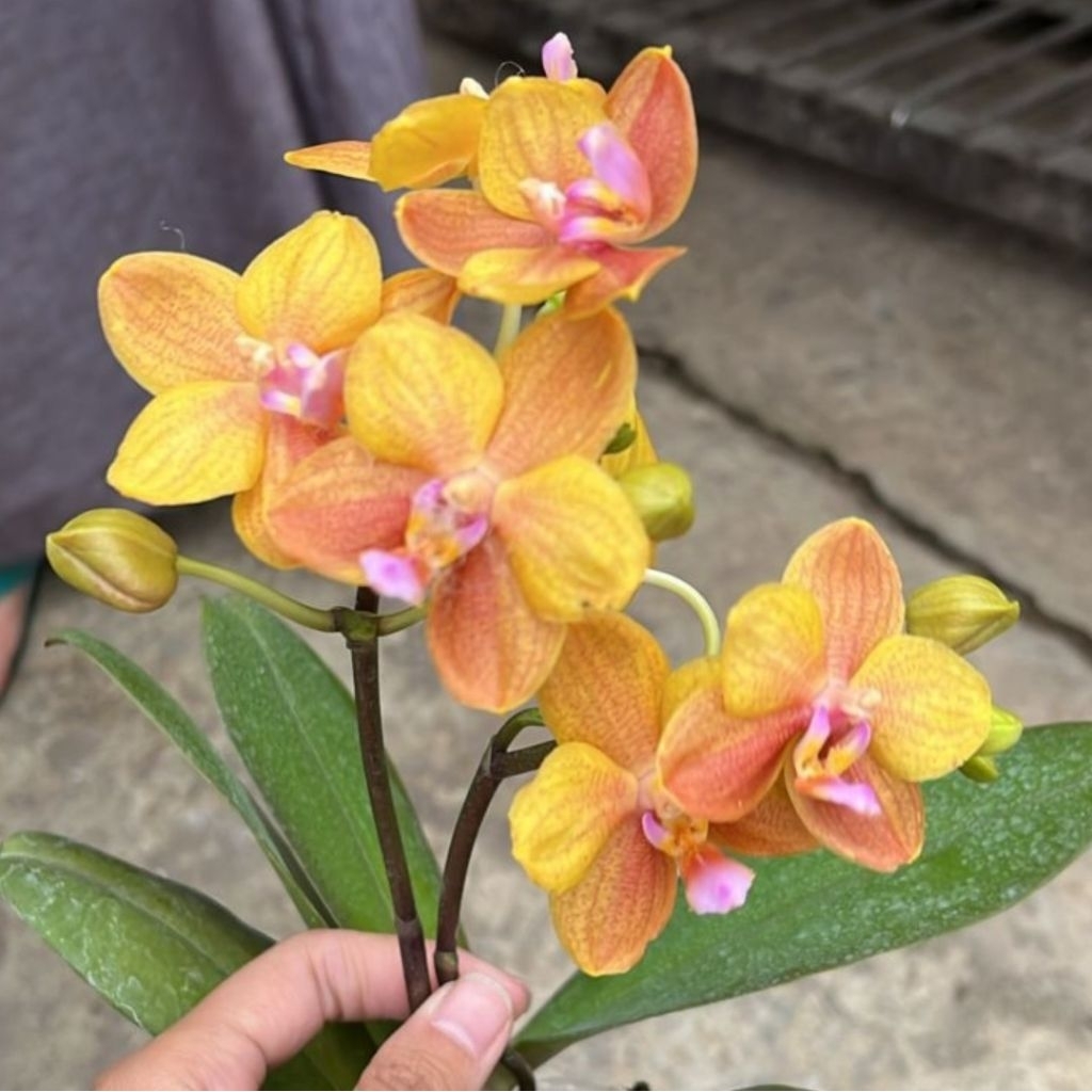 Anggrek Bulan Mini  Sedang Berbunga Elegan & Tahan Lama Tanaman Hidup