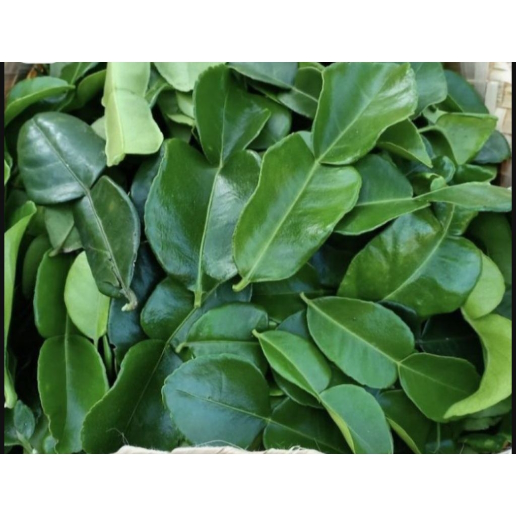 

bibit jeruk Angka 8 - jeruk purut tinggi 70cm siap tanam tahan Hama - Hebat Garden