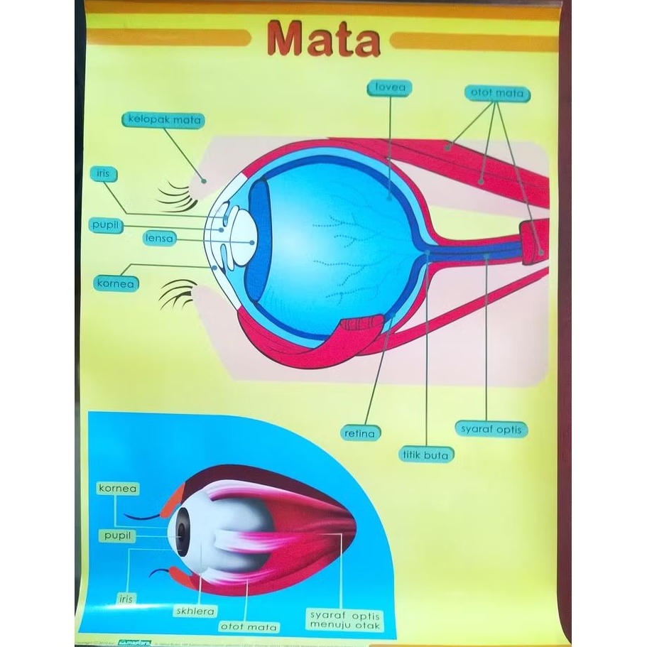 

Alat Peraga Poster Mata