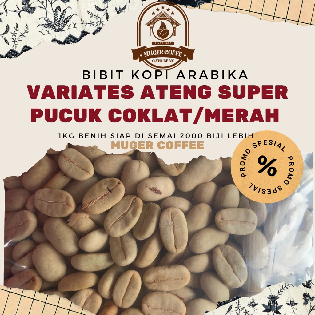 

Bibit benih Kopi Arabika Ateng Super Pucuk Coklat/merah 2000biji lebih 1kg