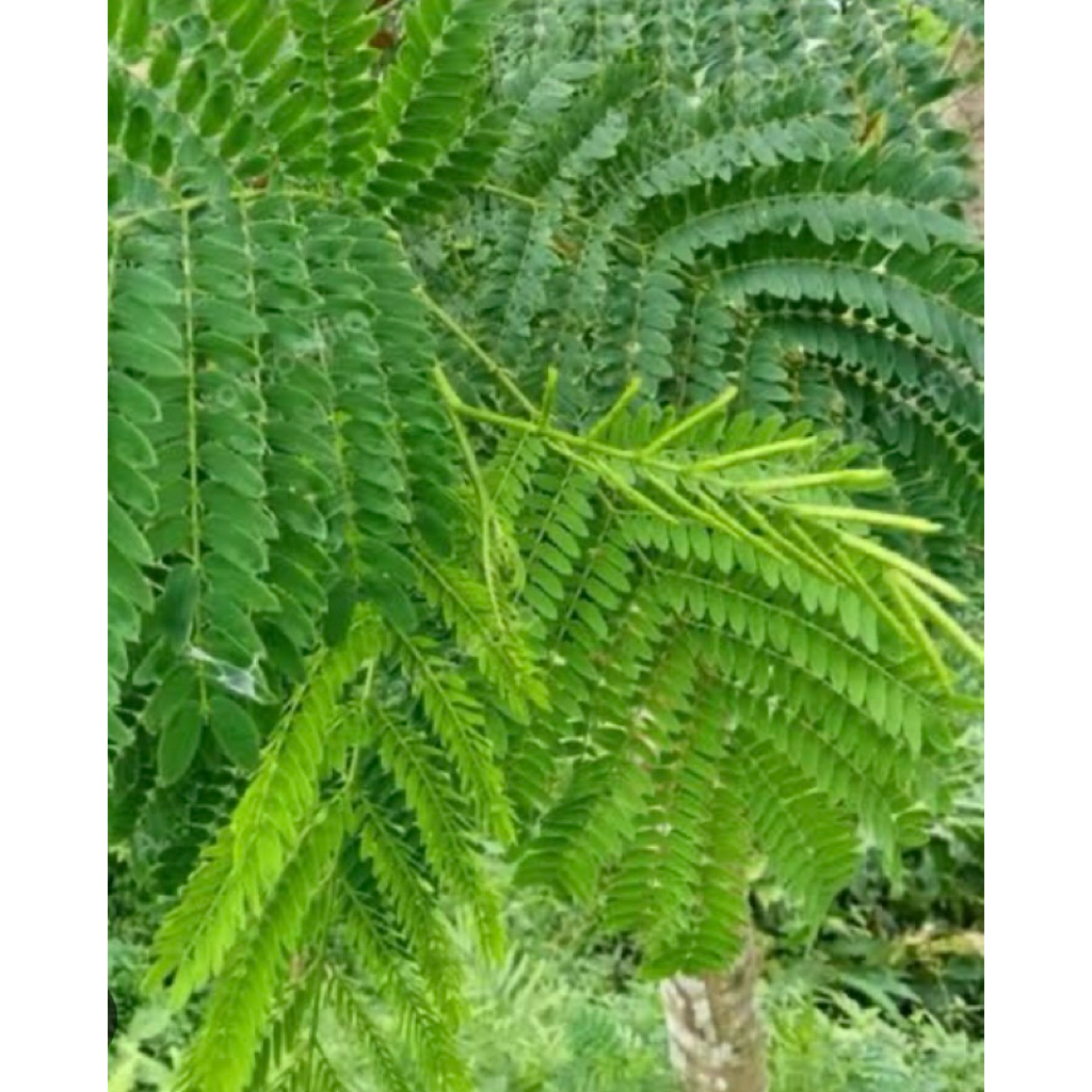 

daun petai Cina/daun malanding segar pres petik langsung paket per 500grm