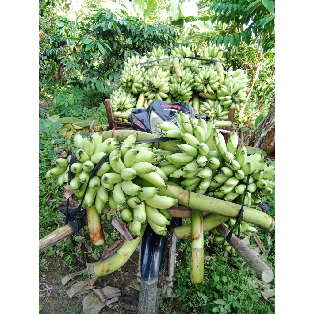 

pisang barlin satu sisir isinya banyak.