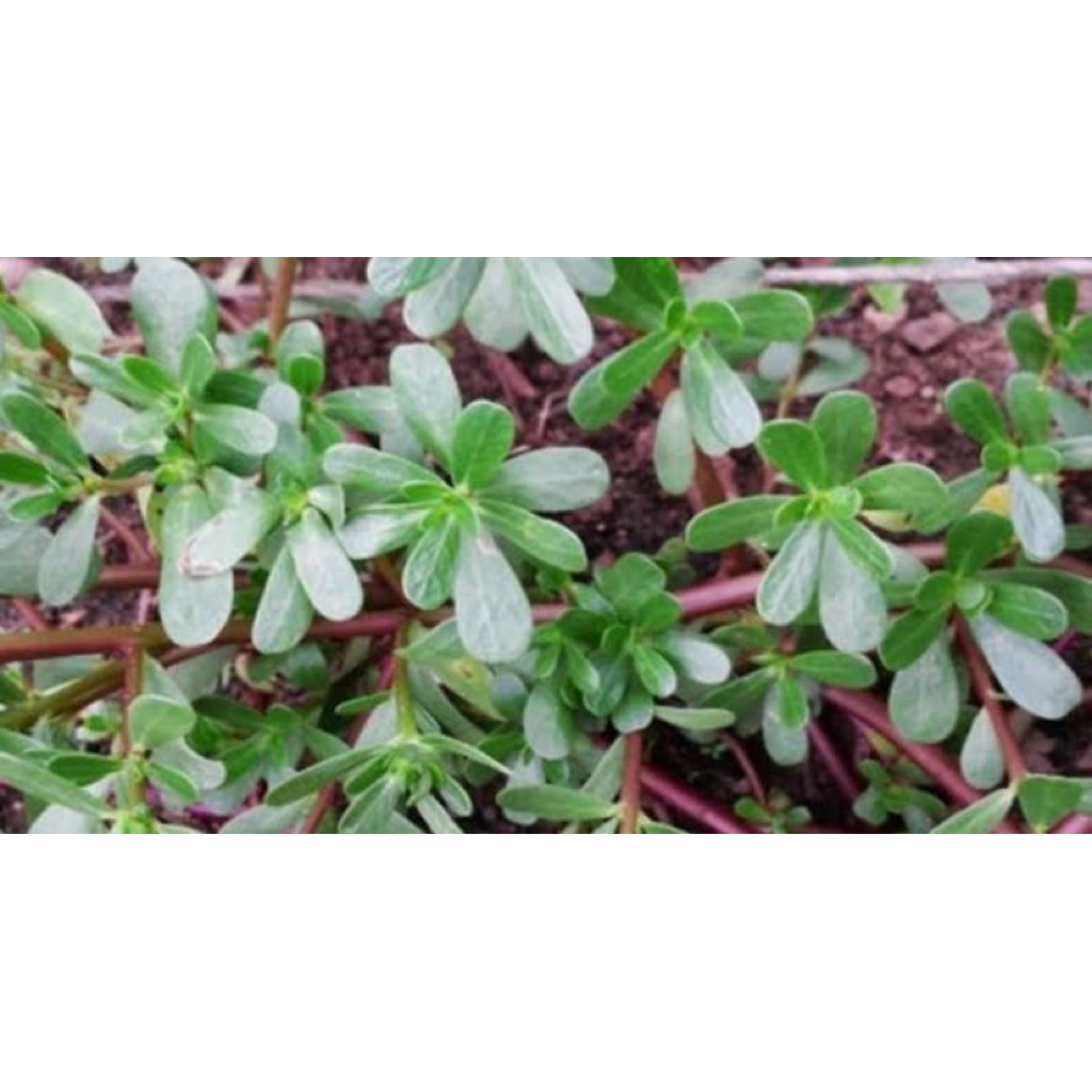 

Daun krokot/gelang segar pres petik langsung paket per 250grm