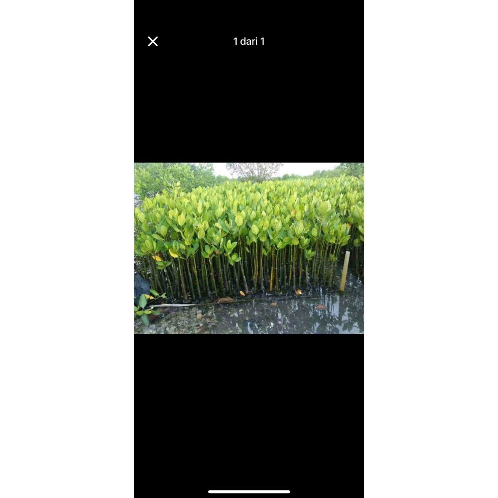bibit pohon bakau/mangruv