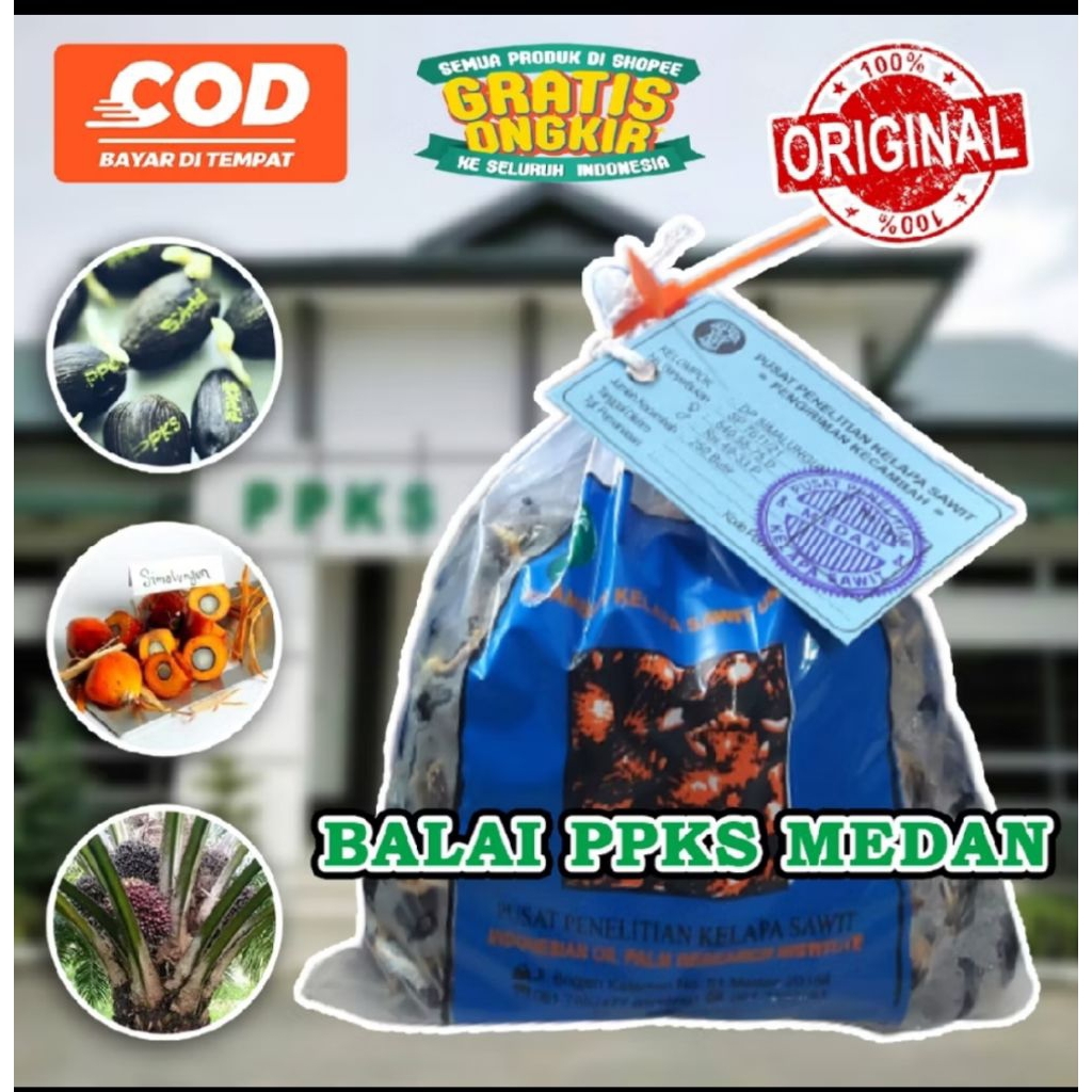 bibit benih kecambah sawit ppks simalungun