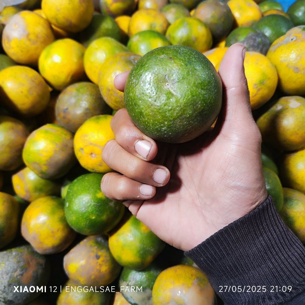 

Jeruk Siem Madu Manis Alami Fresh Baru petik [ pre order ] 250 gram ¼ KG
