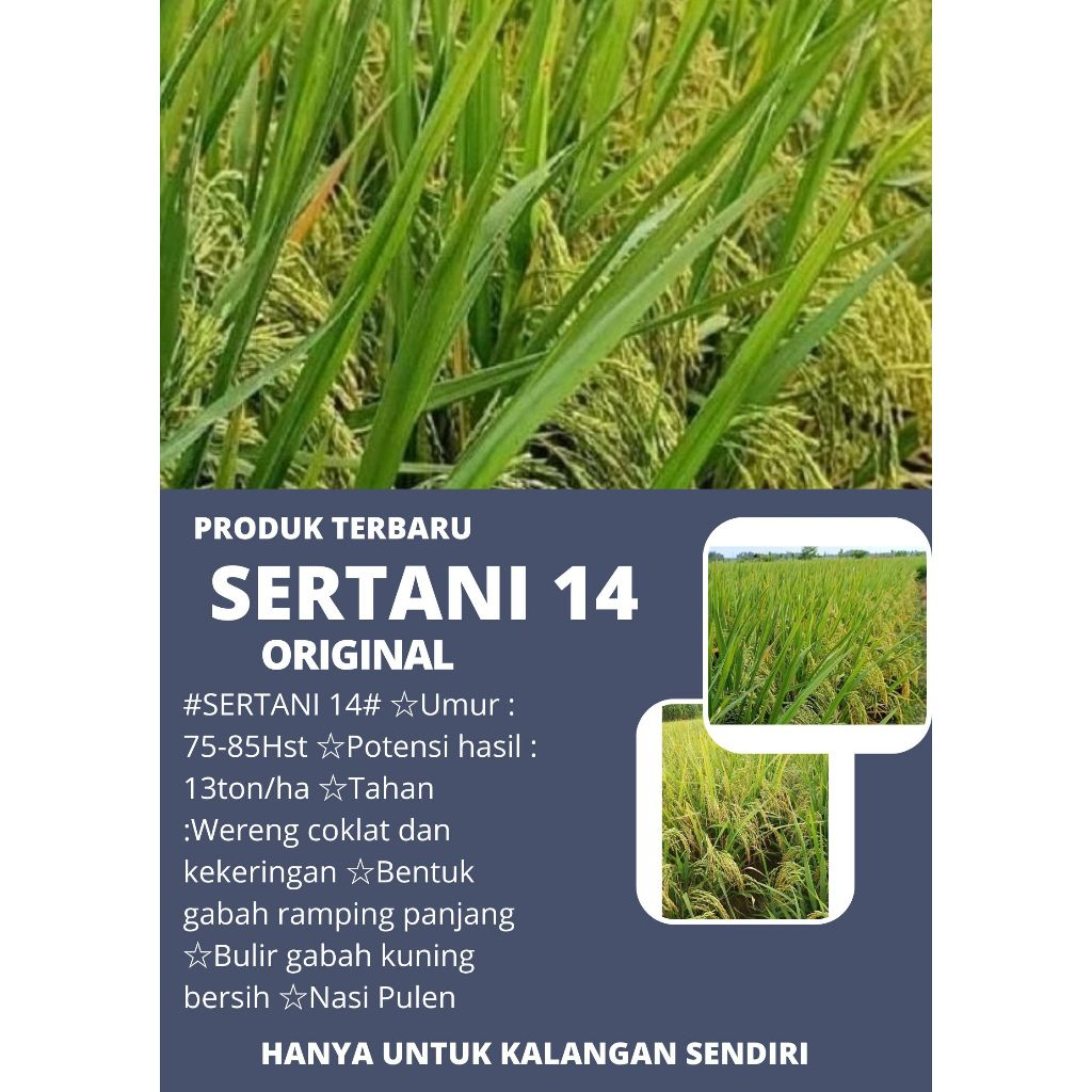 Bibit Padi SERTANI 14 ORIGINAL Kemasan 5kg