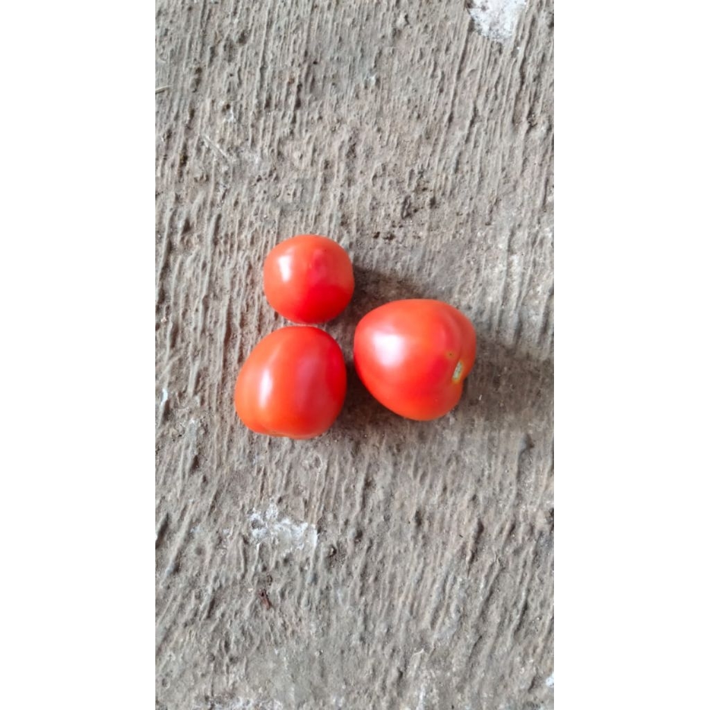 

tomat sayur merah kelompok tani