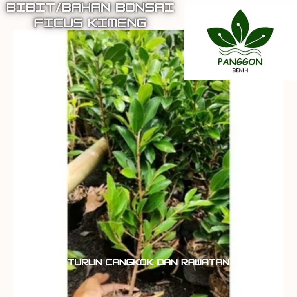 Bibit Bonsai Ficus elegan 30-40cm