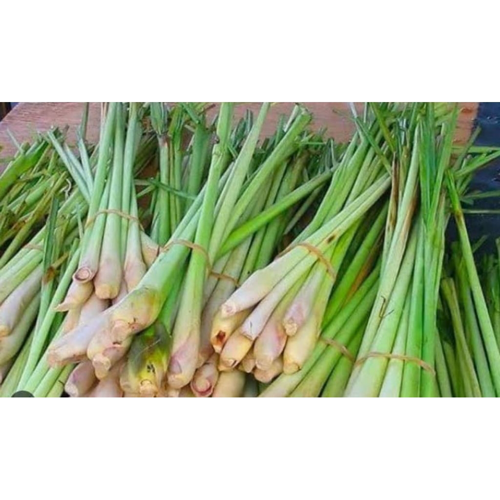 

sereh besar mantap/1 kg murah