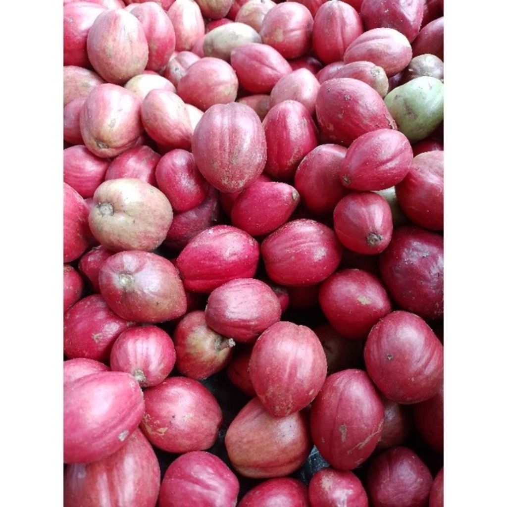 

250 GR Buah Mahkota Dewa Segar – Herbal Alami Obat Tradisional – Langsung Petik