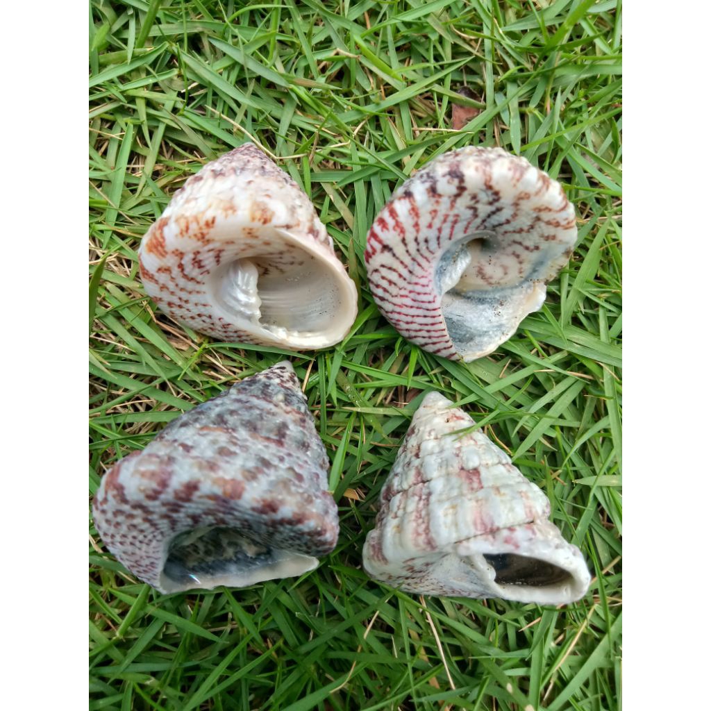 cangkang keong laut kerucut unik