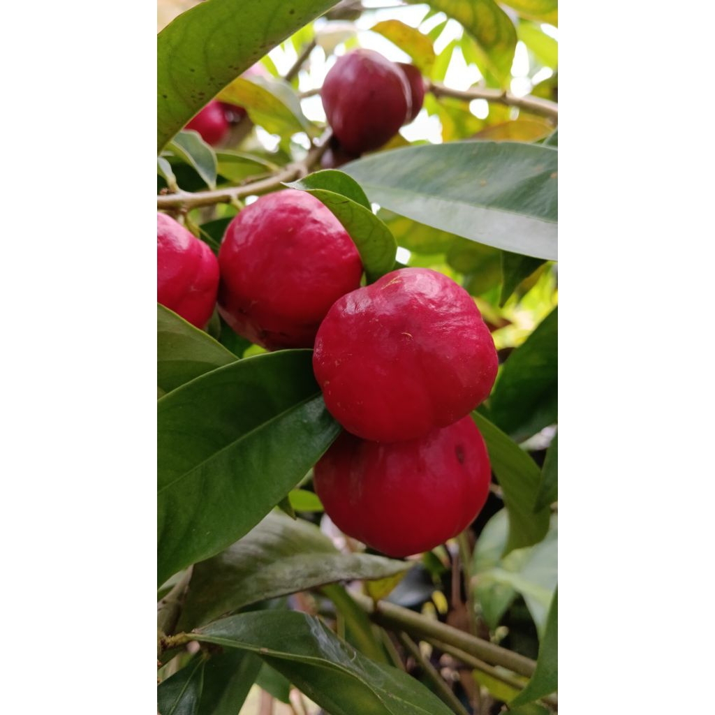 

buah mahkota dewa segar 1 kg