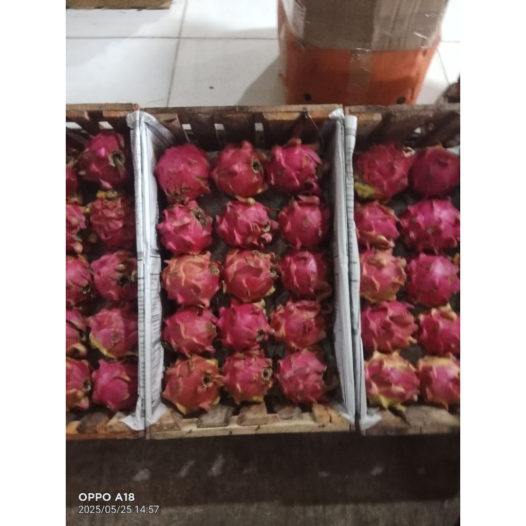

buah naga 1kng nya