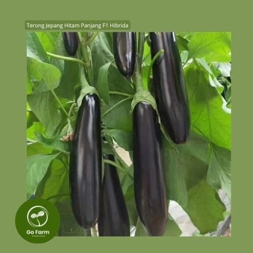 Benih Bibit Terong Jepang Hitam Panjang F1 Hibrida