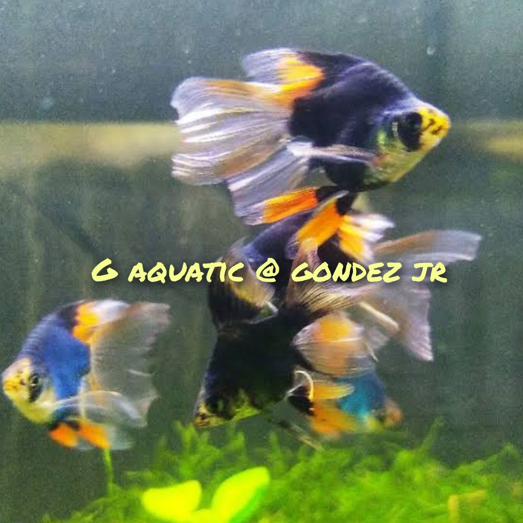 ikan sumatra balon green slayer size L