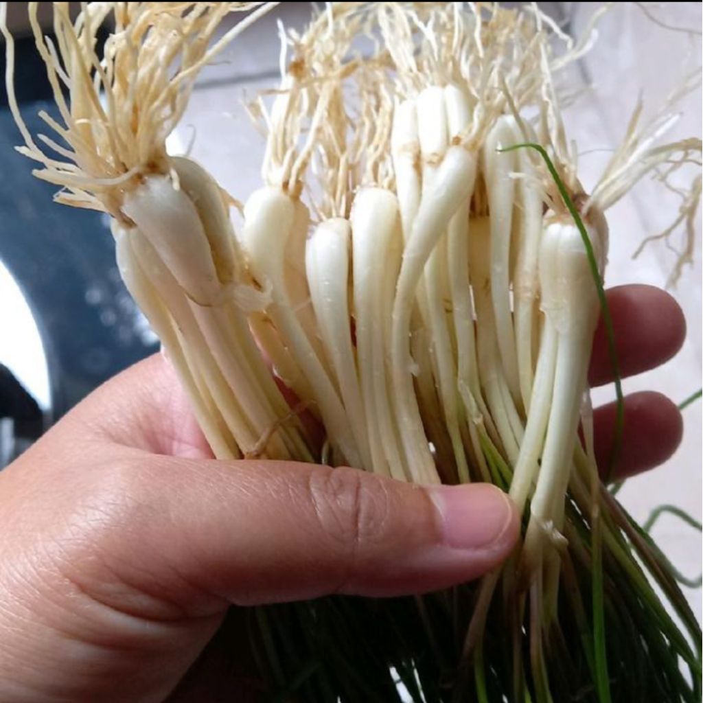 

BAWANG RAMBUT BAWANG KUNCAI BAWANG BATAK 1KG BERESIH BUAT MASAK