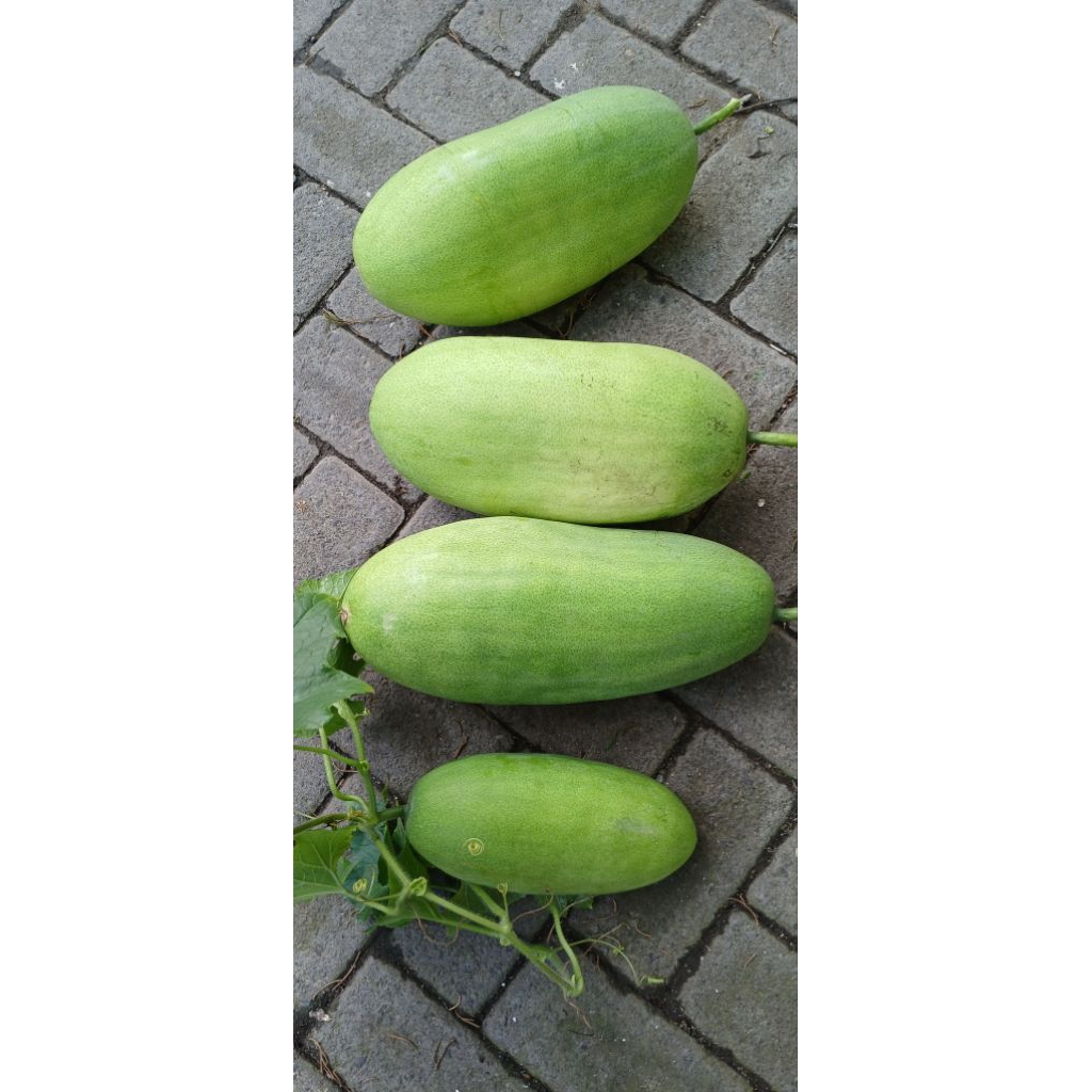 

blonceng /buah kundur