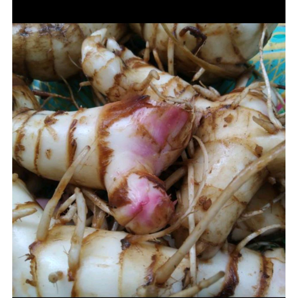 

ubi ganyong/ubi gayol 500gram ubi berkhasiat