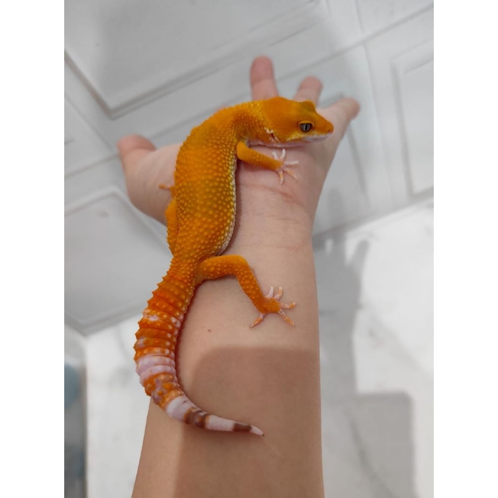 Mainan anak - Gecko Sunglow Tomato poss Giant, Gede Merah