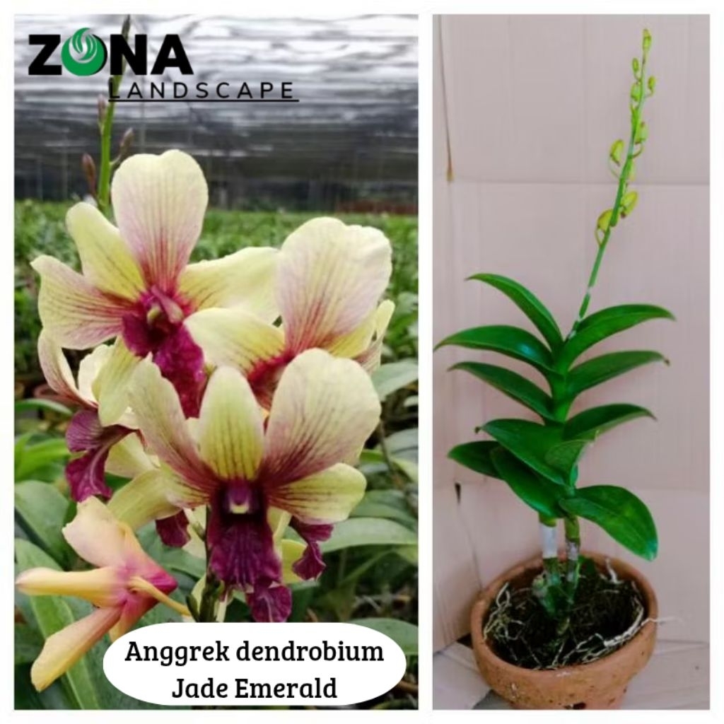 Bunga Anggrek Dendrobium Jade Emerald (+Pot Tanah Liat & Media) Anggrek Dendro Import